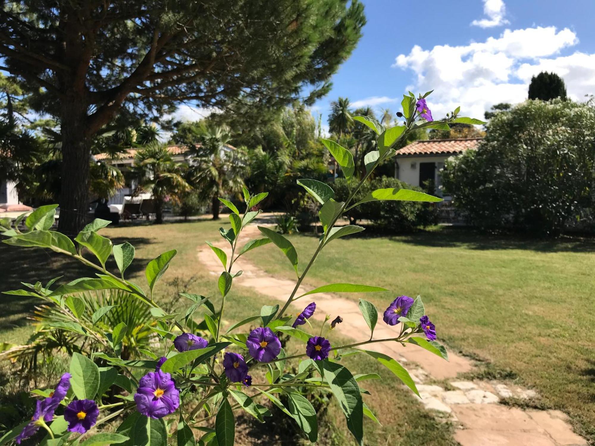 לינה וארוחת בוקר Les Portes-en-Re Le Jardin Des Portes מראה חיצוני תמונה